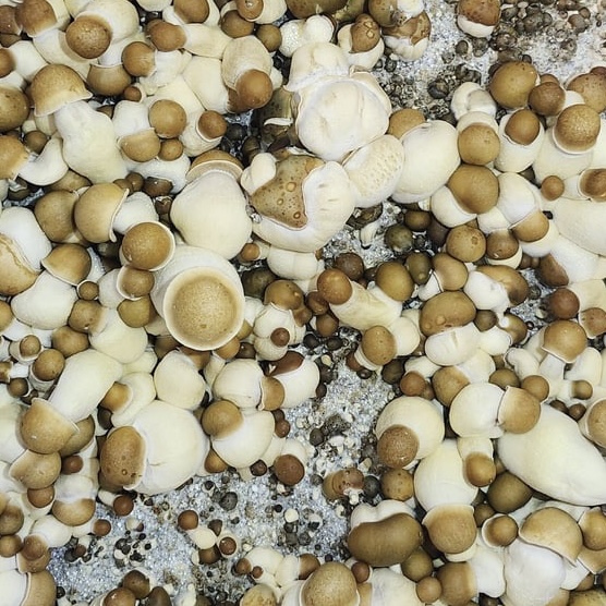 B+ Mushrooms