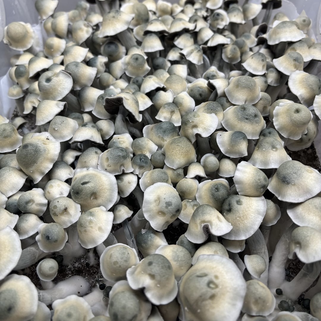 Psychedelic mushroom